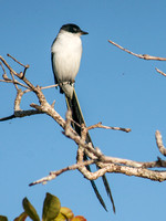 Forktailed Flycatcher