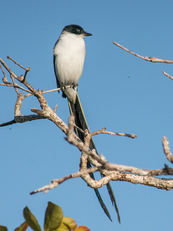 Forktailed Flycatcher