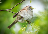 White Throated Sparrow