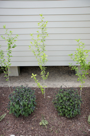Larrys Garden-0197.jpg