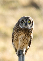 Pueo (hawaiian owl)