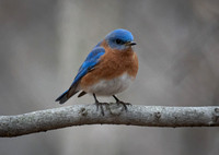 Bluebird