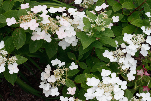 Larrys Garden-6767.jpg