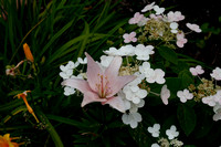 Larrys Garden-6768.jpg