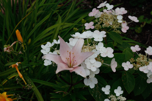 Larrys Garden-6768.jpg