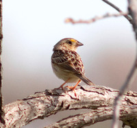 Le Conte's Sparrow-6122.jpg