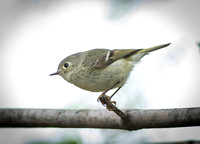 Ruby-Crowned Kinglet