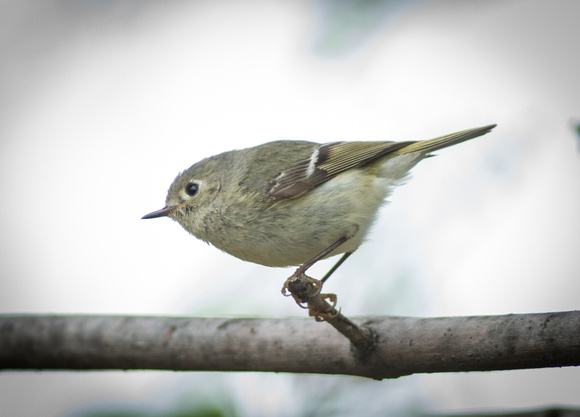 Ruby-Crowned Kinglet