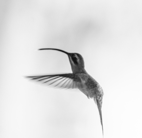 Longbilled Hummingbird 1