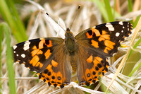 Kamehamea Butterfly