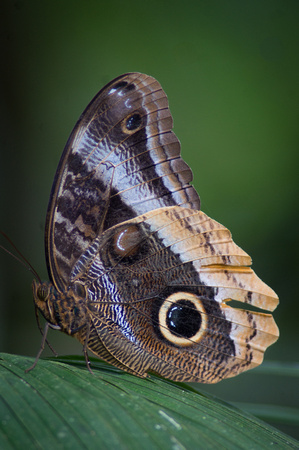 Yellow Edged Owl Butterfly