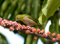 Japanese White-Eye