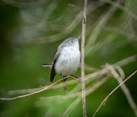 Blue-Grey Gnatcatcher