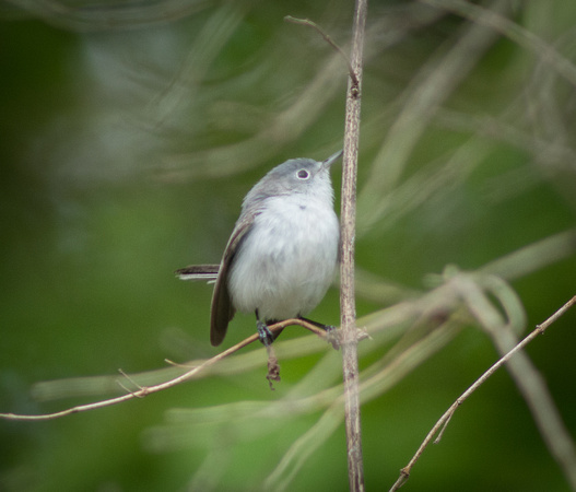 Blue-Grey Gnatcatcher