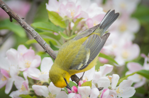 Blue Winged Warbler