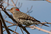 Northern Flicker