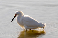 Snowy Egret