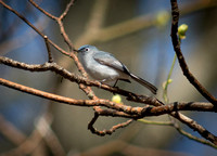 Blue-Grey Gnatcatcher