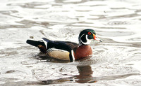 male woodduck