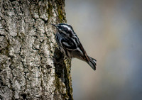 Black & White Warbler