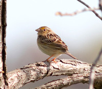 Le Conte's Sparrow-6132.jpg