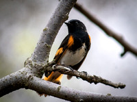 American Redstart