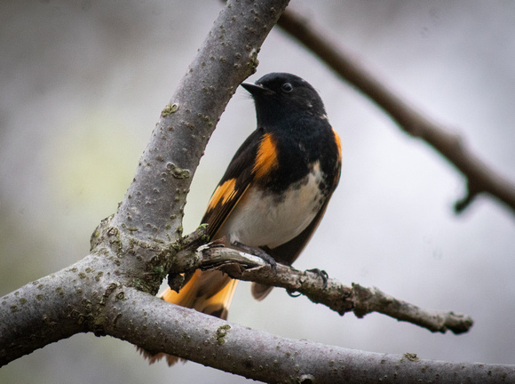 American Redstart