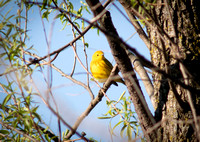 Yellow Warbler