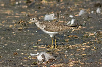 Solitary Sandpiper-9292.jpg