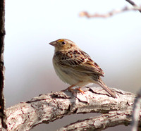 Le Conte's Sparrow-6139.jpg