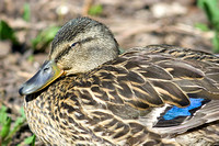 Miss Mallard_9233.jpg