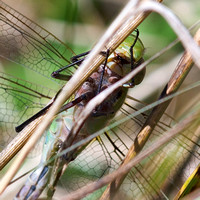 Green Darner Food's-Eye-View