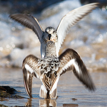 Squabbling Sandpipers