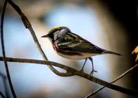 Chestnut-Sided Warbler