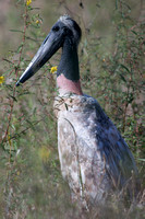 Juvenile Jabiru