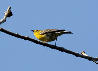 pine warbler perhaps_9329.jpg