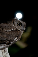 Saw Whet Owl Banding 10/30/21