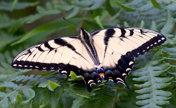 swallowtail