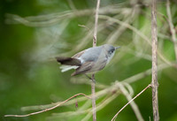 Blue-Grey Gnatcatcher