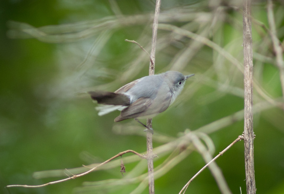 Blue-Grey Gnatcatcher