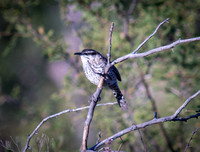 Boucard's Wren