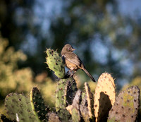 White Throated Towhee