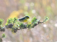 Pine Warbler_3072