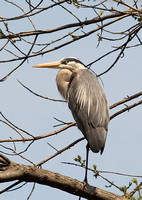 Preened Blue Heron_7969.jpg