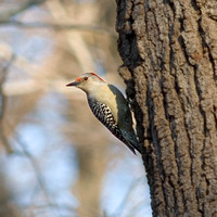 Female Red Bellied Woodpecker_2792.jpg