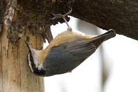 red-breasted nuthatch_7611.jpg