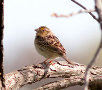 Le Conte's Sparrow-6136.jpg