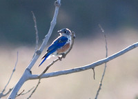 miller_birding_09-07