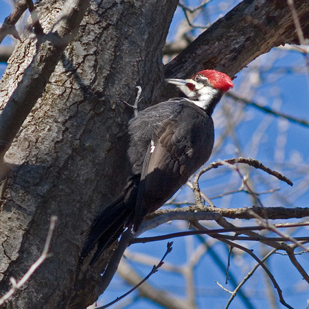 Pileated Woodpecker at Work