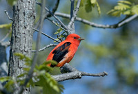 Scarlet Tanager 2